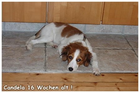 Kooikerhondje von der Spessartrose