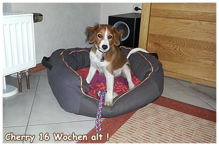 Kooikerhondje von der Spessartrose