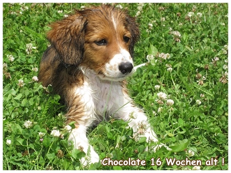 Kooikerhondje von der Spessartrose