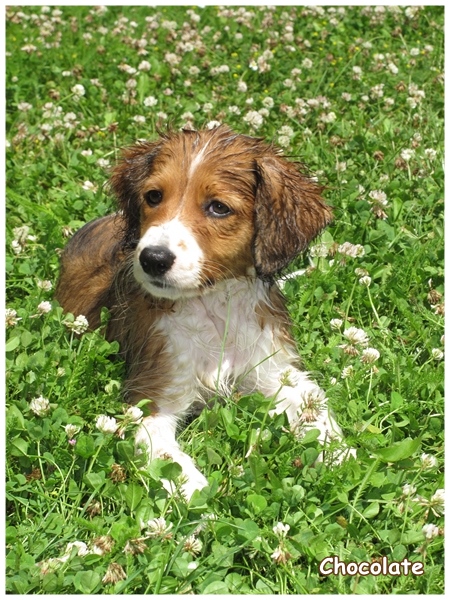 Kooikerhondje von der Spessartrose