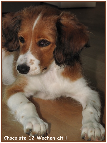 Kooikerhondje von der Spessartrose