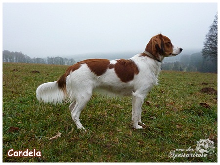 Kooikerhondje von der Spessartrose