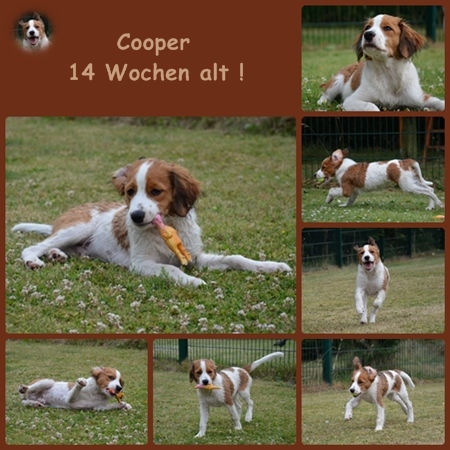 Kooikerhondje von der Spessartrose