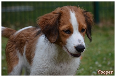 Kooikerhondje von der Spessartrose