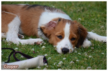 Kooikerhondje von der Spessartrose