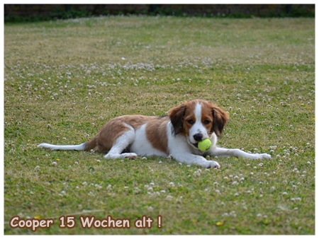 Kooikerhondje von der Spessartrose