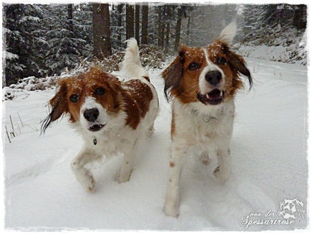 Kooikerhondje von der Spessartrose