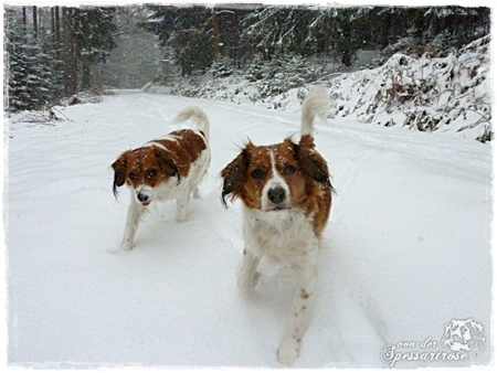 Kooikerhondje von der Spessartrose