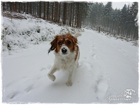 Kooikerhondje von der Spessartrose