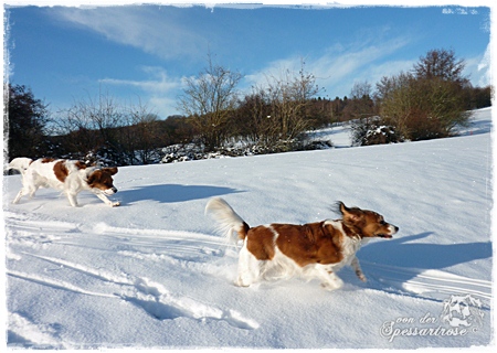 Kooikerhondje von der Spessartrose