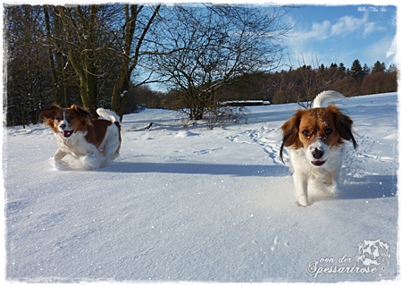 Kooikerhondje von der Spessartrose