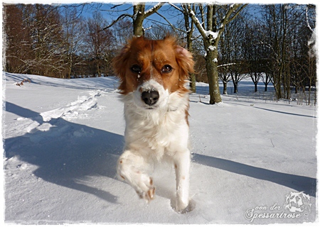 Kooikerhondje von der Spessartrose