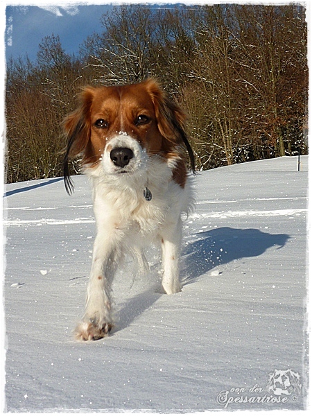 Kooikerhondje von der Spessartrose