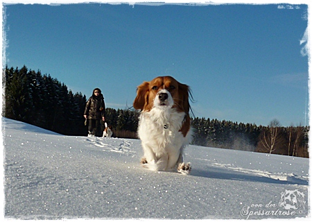 Kooikerhondje von der Spessartrose