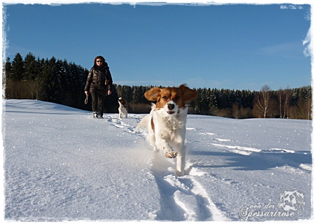 Kooikerhondje von der Spessartrose