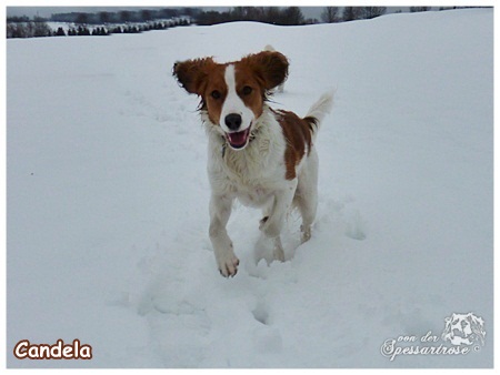 Kooikerhondje von der Spessartrose