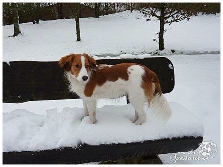 Kooikerhondje von der Spessartrose