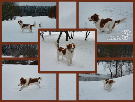 Kooikerhondje von der Spessartrose