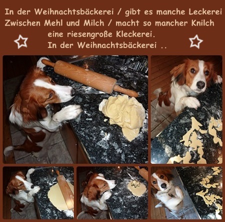 Kooikerhondje von der Spessartrose