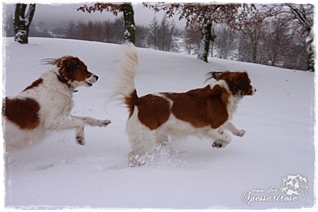 Kooikerhondje von der Spessartrose