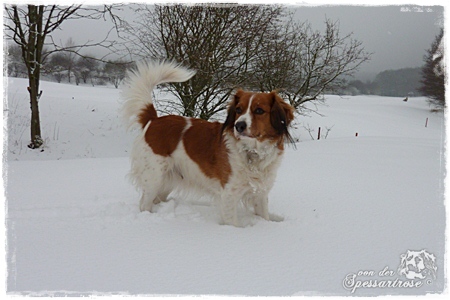 Kooikerhondje von der Spessartrose