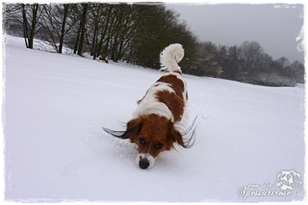 Kooikerhondje von der Spessartrose