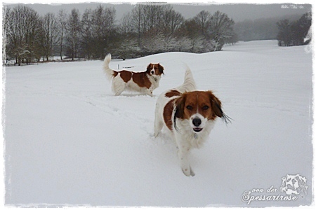 Kooikerhondje von der Spessartrose