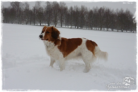 Kooikerhondje von der Spessartrose