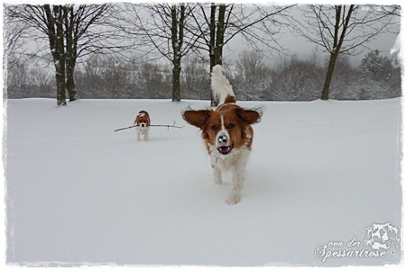 Kooikerhondje von der Spessartrose