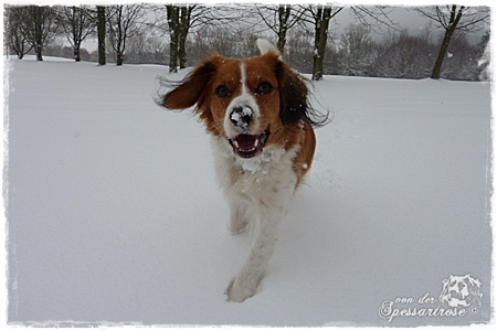 Kooikerhondje von der Spessartrose