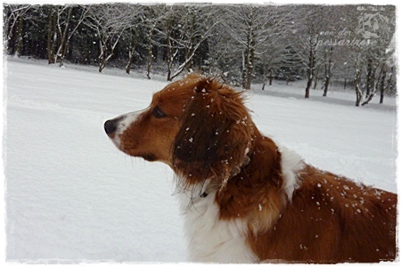 Kooikerhondje von der Spessartrose