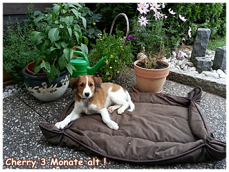 Kooikerhondje von der Spessartrose