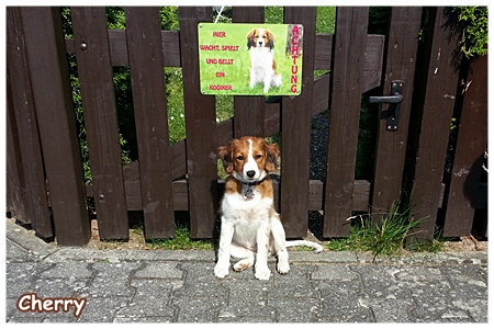 Kooikerhondje von der Spessartrose