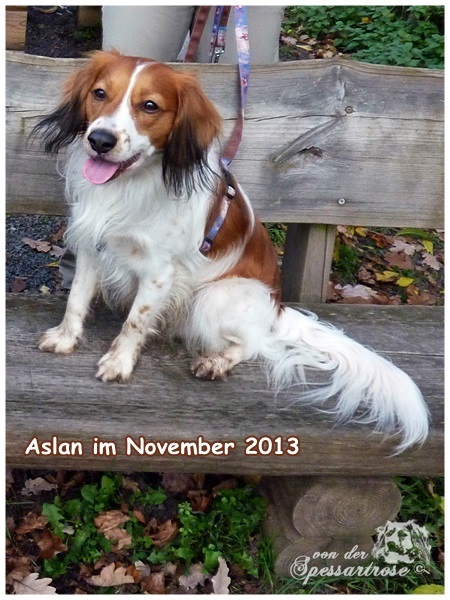 Kooikerhondje von der Spessartrose