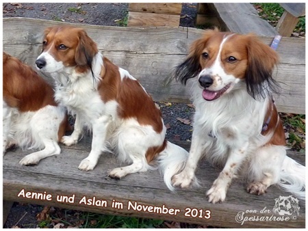 Kooikerhondje von der Spessartrose