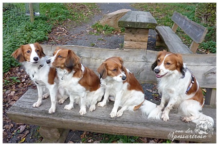 Kooikerhondje von der Spessartrose