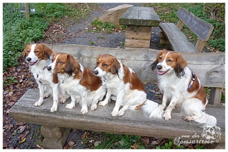 Kooikerhondje von der Spessartrose