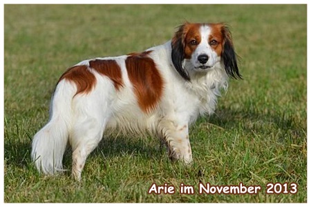 Kooikerhondje von der Spessartrose