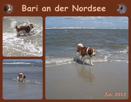 Kooikerhondje von der Spessartrose