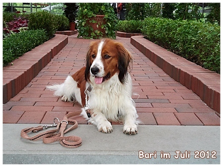 Kooikerhondje von der Spessartrose