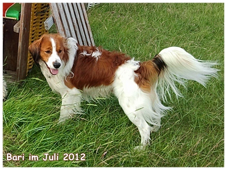 Kooikerhondje von der Spessartrose