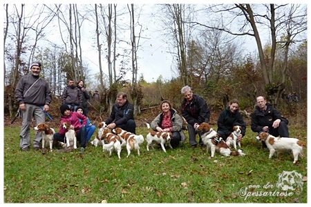 Kooikerhondje von der Spessartrose