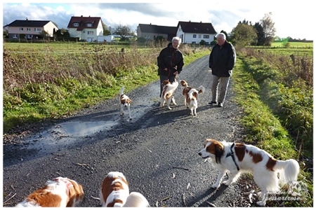 Kooikerhondje von der Spessartrose