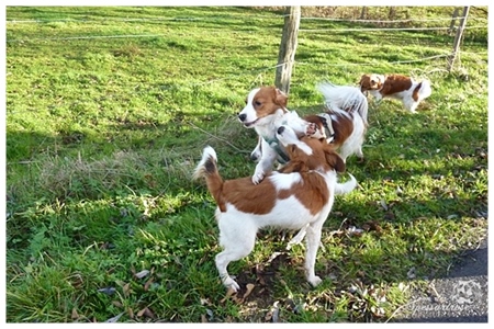 Kooikerhondje von der Spessartrose