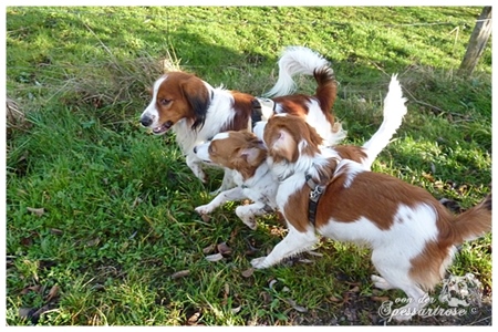 Kooikerhondje von der Spessartrose