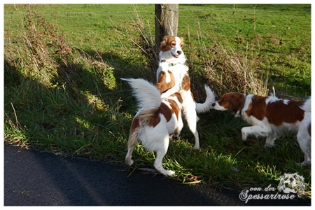 Kooikerhondje von der Spessartrose