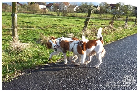 Kooikerhondje von der Spessartrose