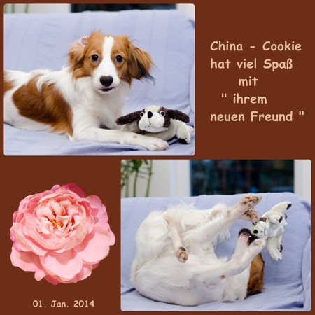 Kooikerhondje von der Spessartrose