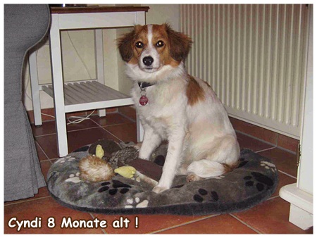 Kooikerhondje von der Spessartrose