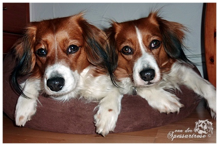 Kooikerhondje von der Spessartrose